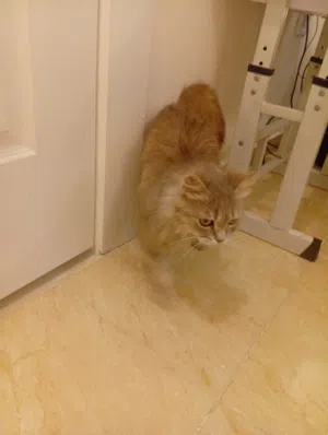 قطة شيرازي