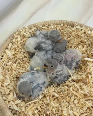 للبيع فروخ طيور حب