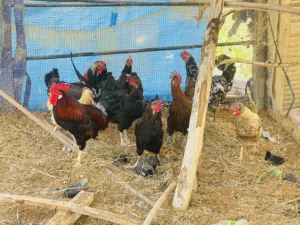 متاح دجاج عربي العدد18دجاجه و2فرج