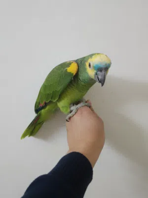 مطلوب جميع انواع الببغاوات