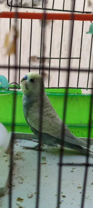 السلام عليكم. كوبيه ربي يبارك بانده السعر حرق