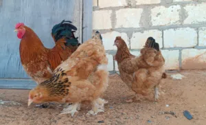 دجاج براهما