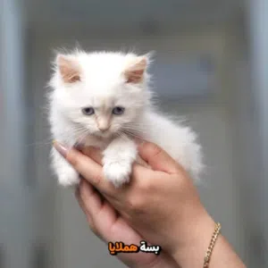 قطط هماالايا. ..سكوتش...بيرشن..باسعار مغريه...مع جميع المطاعيم وجواز السفر