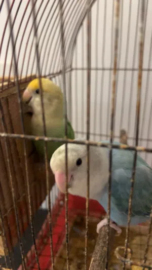 كوبيه بركديلو ربي يبارك على دحي كانو مروضات فل توه نص ترويض ومايخافوش يجو ومايهربوش