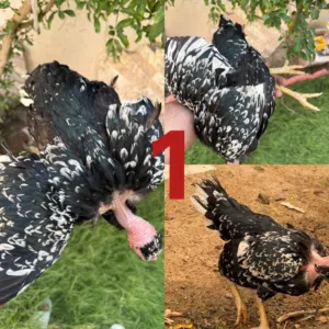دجاج للبيع ورد الباكلة ابو ركيبة اقرة الوصف