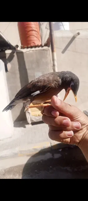 مينه فول اليفه ب 30 تطلع بشارع