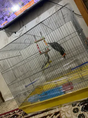 فرخين كوكتيل عمر اربع اشهر اليفات