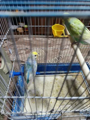 جوز حب طفرات