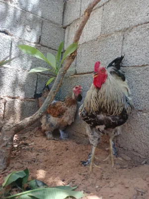 كوبيه دجاج برهما الله يبارك