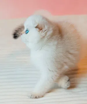 Pure Ragdoll Kittens Available