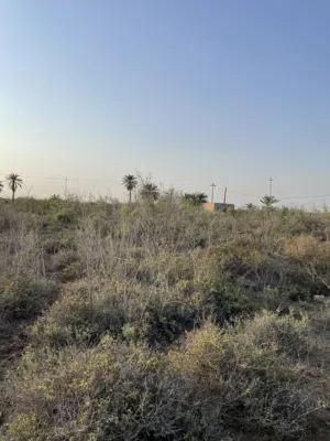 Farm Land for Sale in Basra Al-Seeba