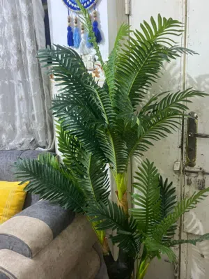 سيت طبلات خشب و نخلة زينة للبيع