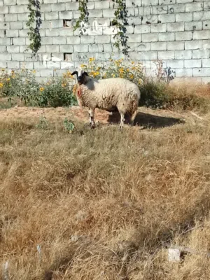 نعجة عوشرة وخريف