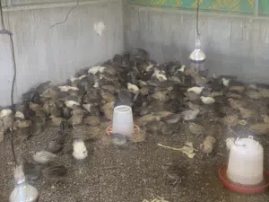 طيور السمان ( فري)