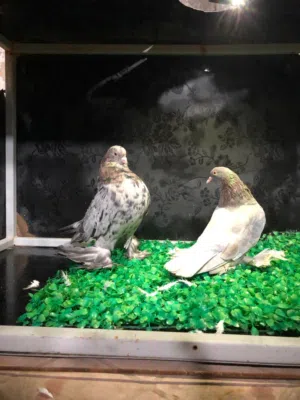 كوبيه مواصفات ربي ايبارك