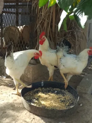 للبيع د دياكة فرنسي كولومبي لاحم