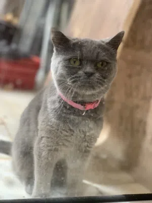 قطة سكوتش ستريت لتزاوج بدون مقابل