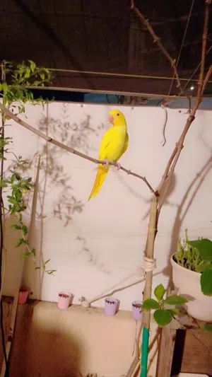 فحل دره لاتينو (اقره الوصف)