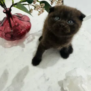 Cats for sale 