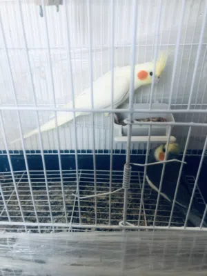 طيور للبيع