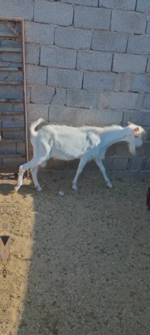 جدي فرنساوي جانبو جنس حليب جاي في بطن امه من بره