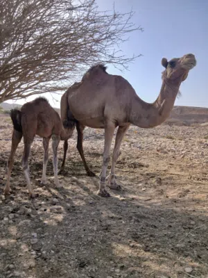للبيع ناقه تحتهابكره بنت شهر