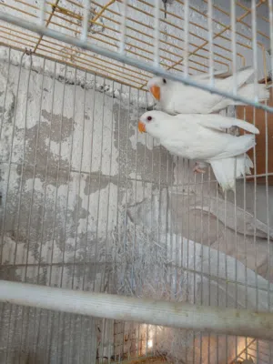 لعشاق التميز يوجد فراخ روز البينو بيور عين حمرا  فطم جديد موجودات في الرصيفه حي الرشيد إقرأ التفاصيل