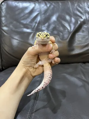 ‏سحلية للبيع النوع Leopard Gecko