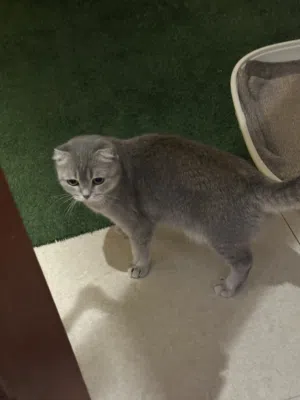 للبيع أنثى العمر سنتين