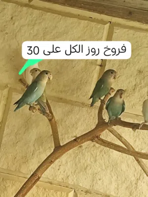 بادجي + روز