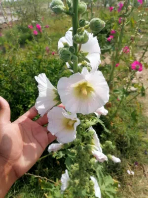 بذور الختمة... اللون الأبيض