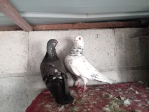 جوز ذبابنه
