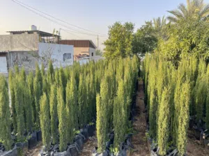 اشتال توتم للبيع