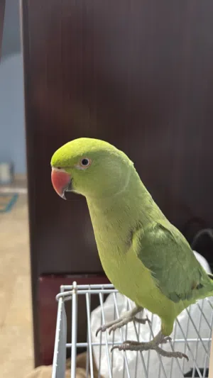 ببغاء دره انثى اليف  للبيع مع قفص كبير