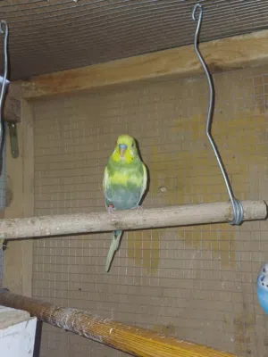 ذكور طيور حب