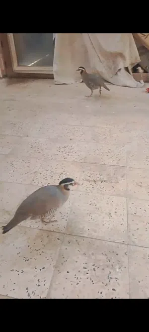 حجل عماني شنا ع