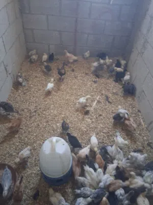 بيع فراخ صيصان