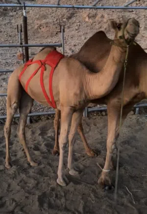 بكرة مزاين