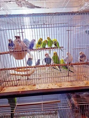 BIRDS FOR SALE