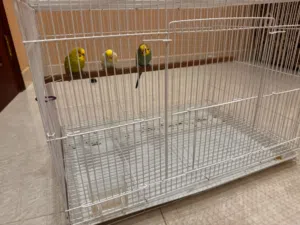 طيور بحي ثلاث