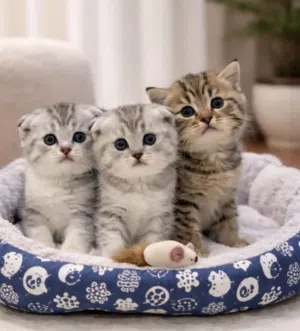 قطط سكوتش فولد