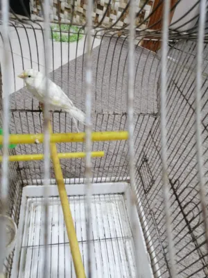 نثيه كناري سوبر شيرازي وابنه