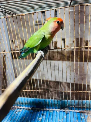 متاح ( 1 )أنثي  روز حجم ونظافه ربي يبارك السعر 80 الطرف مكان زليتن