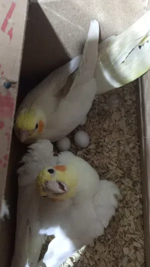 زوج كوكتيل شكري جواهن بياض شرط التبزير