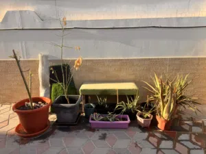 Plants bundle