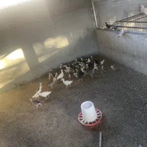 للبيع روميات عمر شهرين ونص