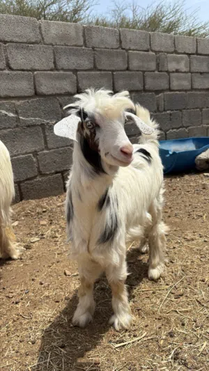 سخله فول سمنه