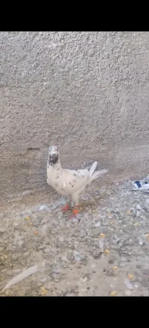 المنفاخ بالصلاه عالنبي او للبدل على فراخ