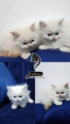 همللايا اورنج بلو آيز