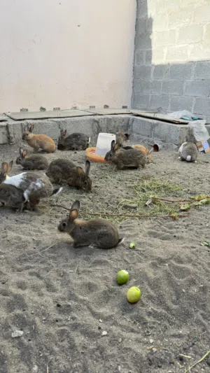 ارانب عمانية للبيع